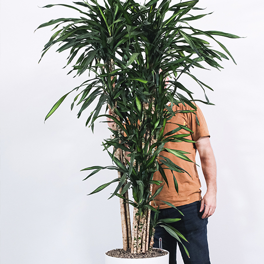 tall hose plant in a pot with person hiding behind it