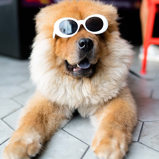 dog wearing sun glasses
