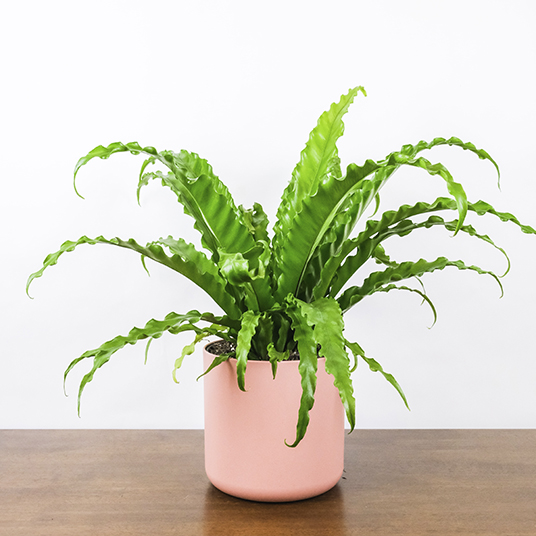 green fern house plant, pink pot on table