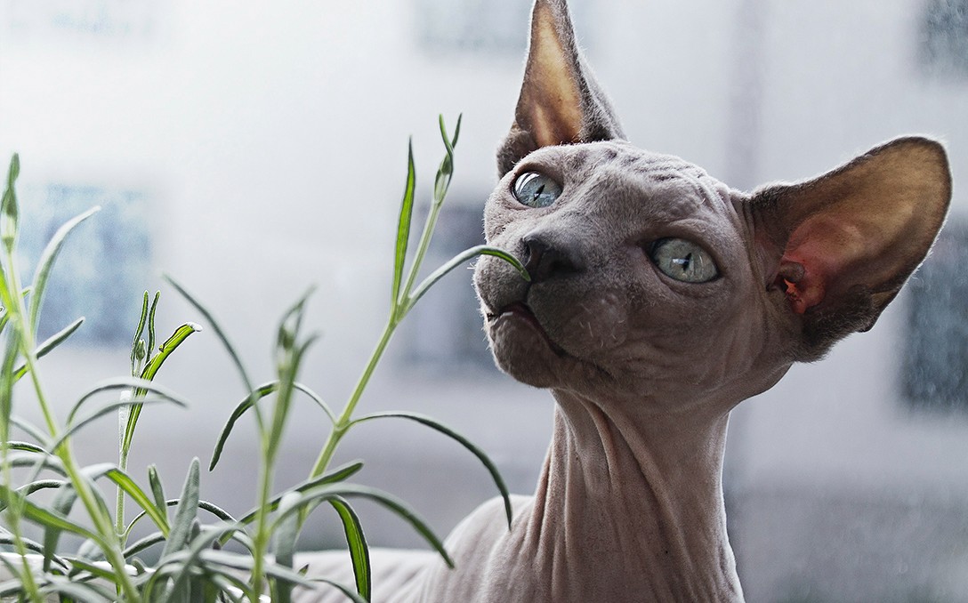 close up of a cat's face sniffing a plant