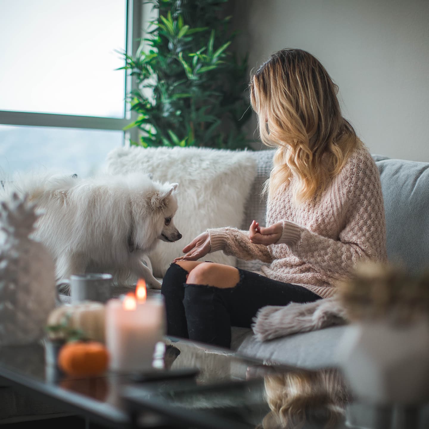 dog with person on a sofa with house plant in background