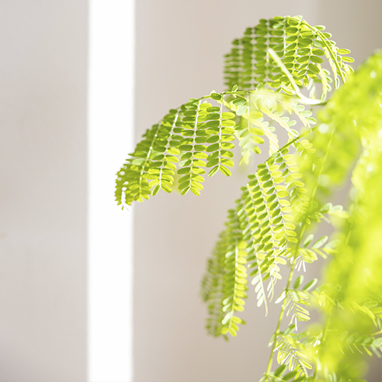 close up of fern leaves