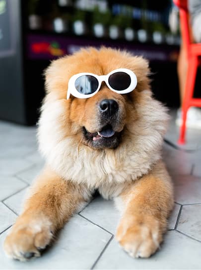 A dog wearing white sun glasses