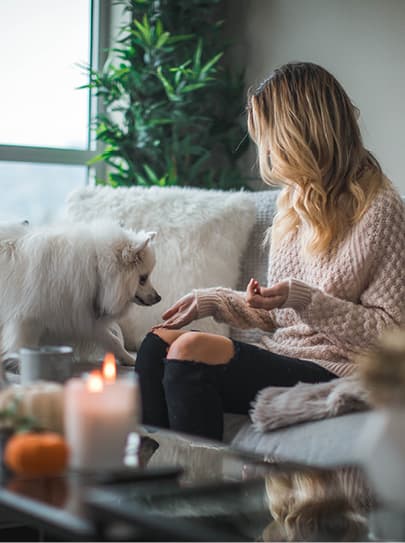 dog with person on a sofa with house plant in background