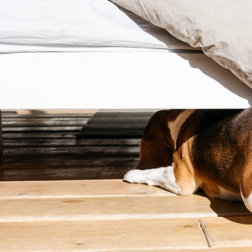 beagle looking under a bed and feeling lost