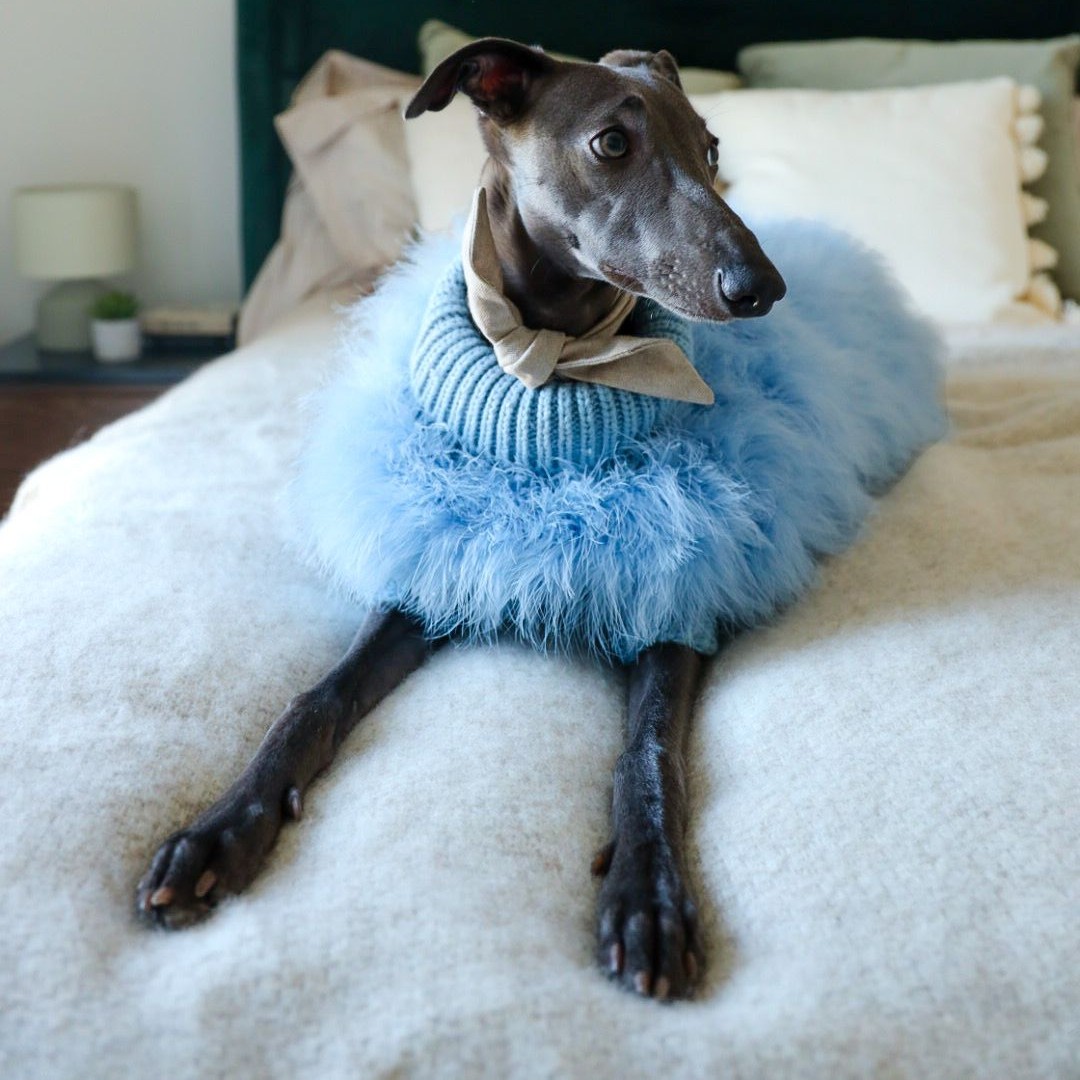 a dog sat on a bed wearing blue fluffy dog jumper