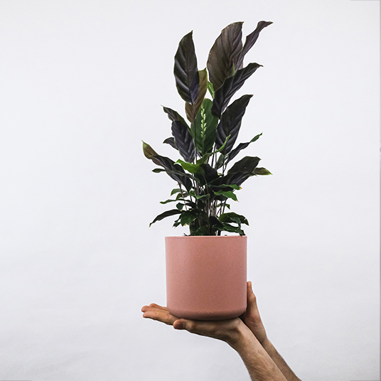 house plant in pink pot, hands holding it aloft