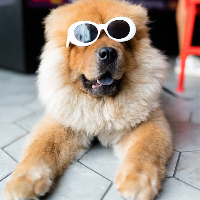 A dog wearing white sun glasses